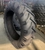 Шина с/г 15.5-38 (400-965) GREEN EX RT100 8 сл 133А6 TT (GRI)